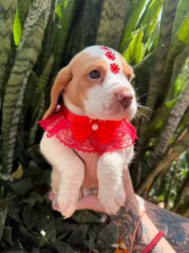 Beagle filhotes lindos