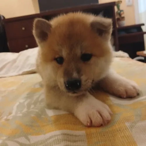 Filhotes de Akita 