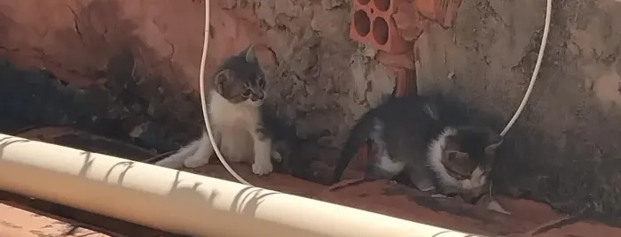 Gatinhos pra doação 