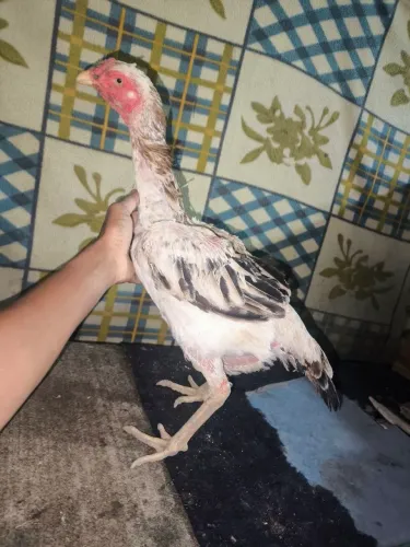 Galinhas de raça 