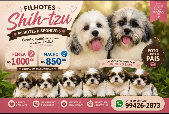 FILHOTES DE SHIH TZUS  DISPONÍVEIS