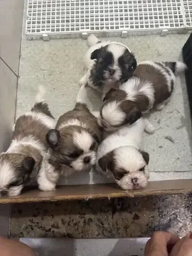 Cachorro shitsu