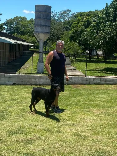 Rottweiler Fêmea castrada adoção responsável 