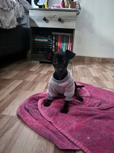 Pinscher fêmea 2 meses