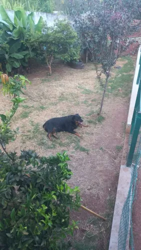 Rotwailer para Doação