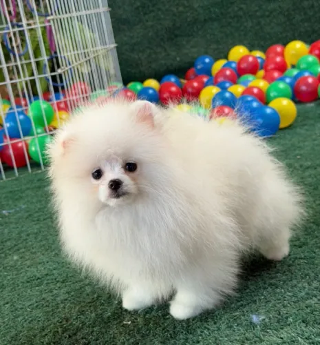 Lulu Pomerania selecionados