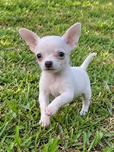 Chihuahua