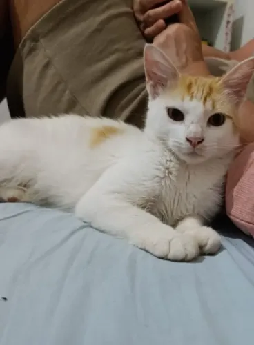 Gato