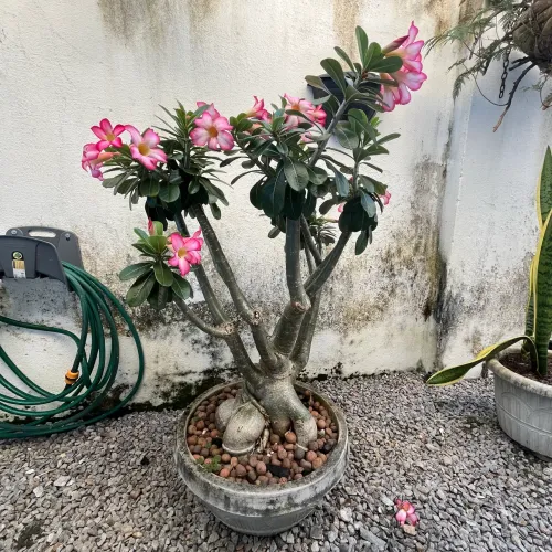 Flor do deserto