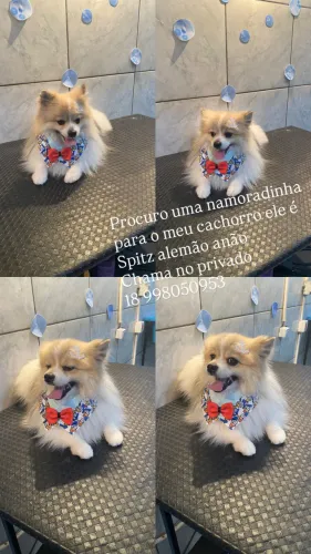Cachorro Spitz alemão anão
