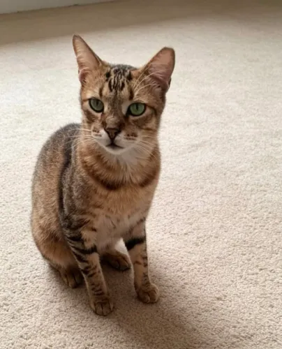 Gatinho adoção responsável