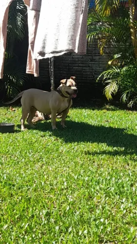 Pit monster R$350