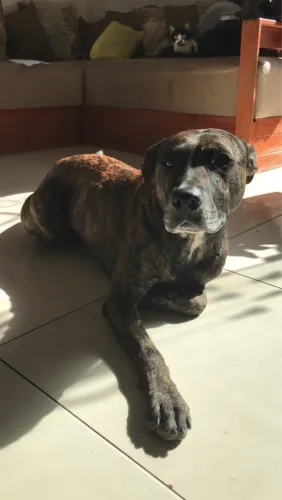 Adoção Fila Brasileiro com Pitbull