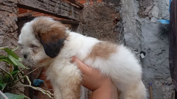 Vende-se filhote de Shitzu 