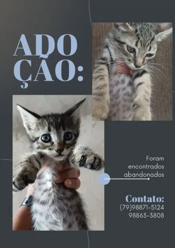 Gatos para adoção