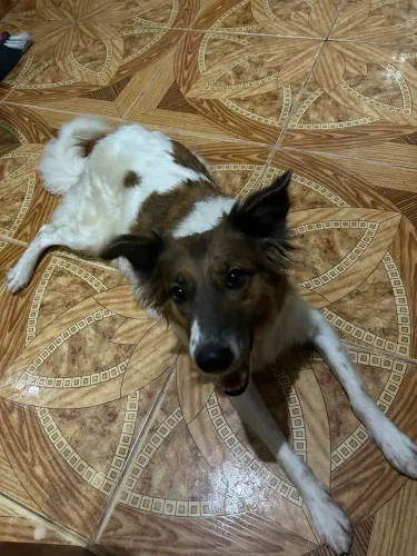 Adoção 