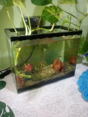 Aquário 9 litros, completo 