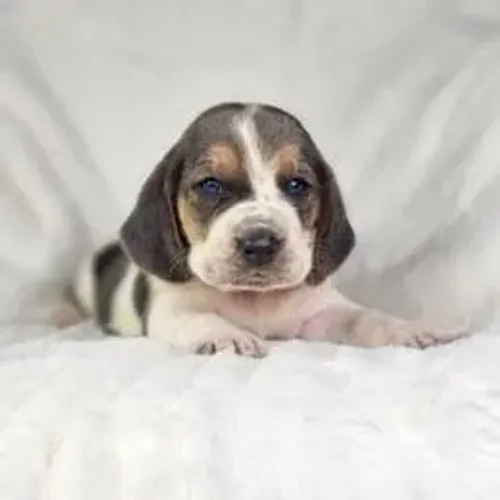Bernese Mountain Dog,Bernese Mountain Dog Filhote Disponível Entrega Facilitada