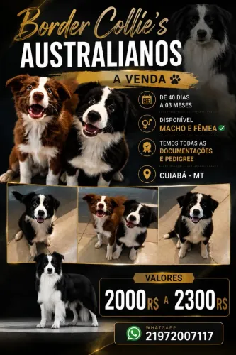 Cachorros Border Collie's