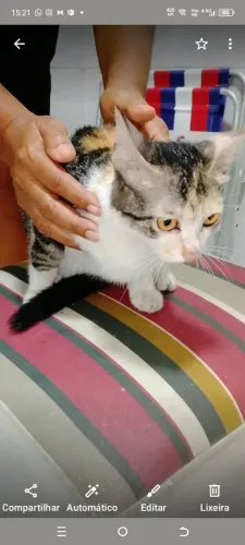 Gatinha linda ?