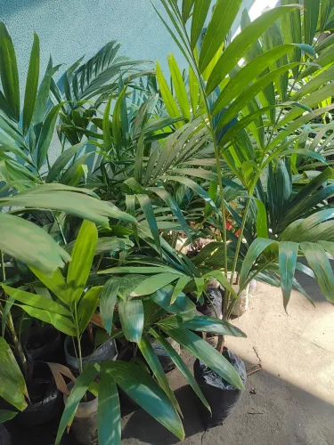 Palmeira veichia contato *
