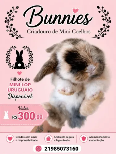 Filhote de Coelho Mini Lop Uruguaio