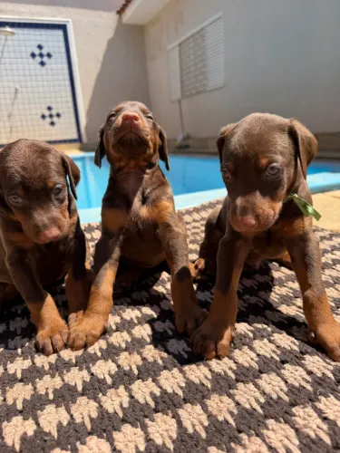 Filhotes de Doberman marrom