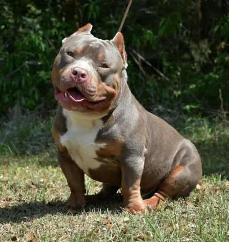 Americam Bully ss parcelo até 18x pedigree grátis 