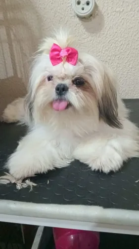 Vendo duas fêmeas Shitzu e um macho