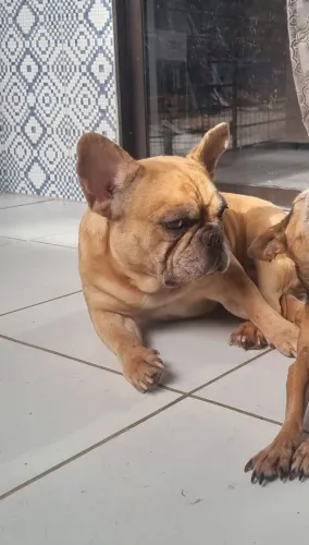 Bulldog francês exótico
