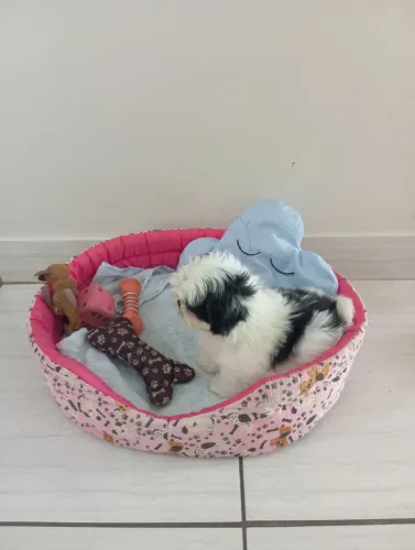Shitzu fêmea Mini