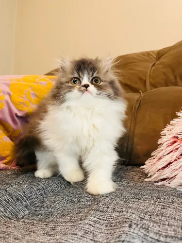 Gato persa