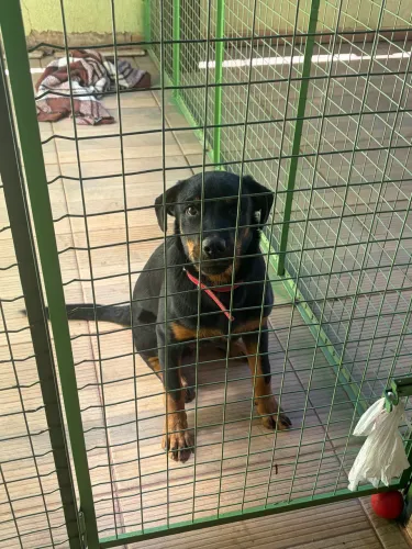 Rottweiler macho