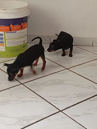 Pinscher 1