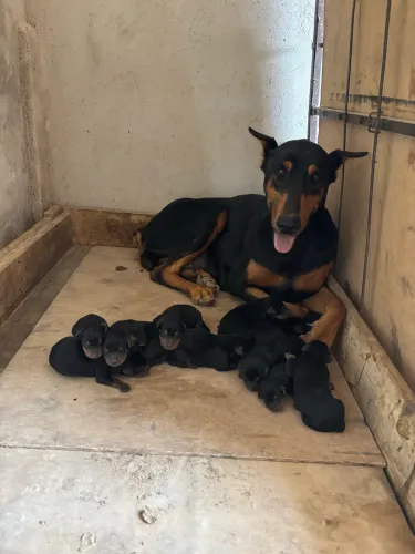 Dobermann filhote nasc. 17/09