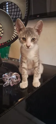 Doação de gata