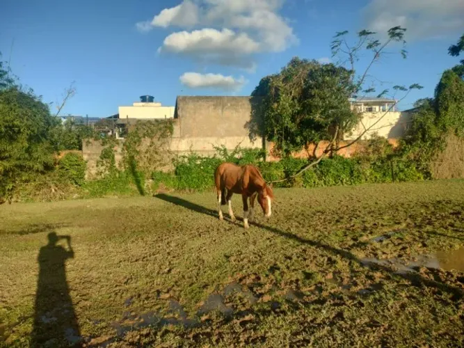 Cavalo Crioulo Registrado ABCCC - R$ 5.000 - Biguaçu - SC