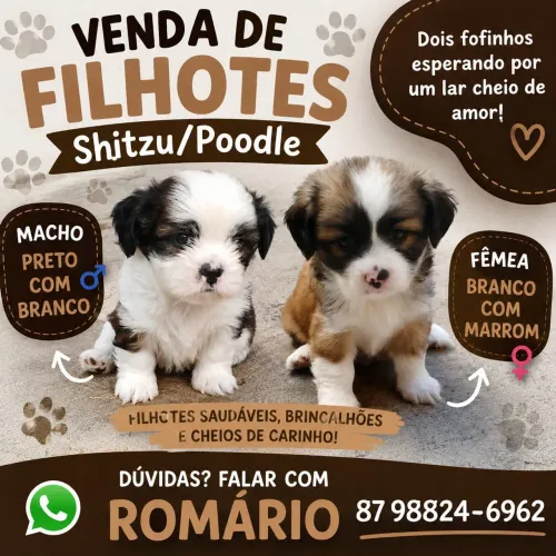 Vendo filhote Shitzu/Poodle 