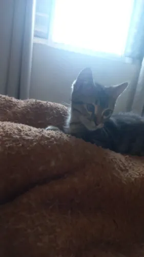 Doação Gatos Filhotes