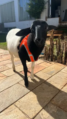 Ovelha Dorper para pet