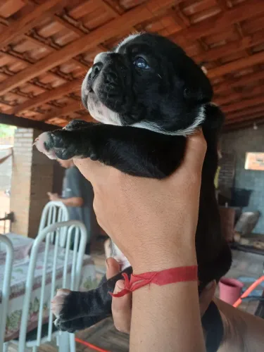 Filhotes de bulldog campeiro