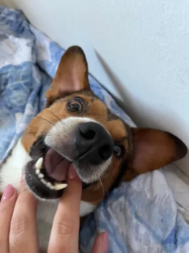 Cachorro para adoção 