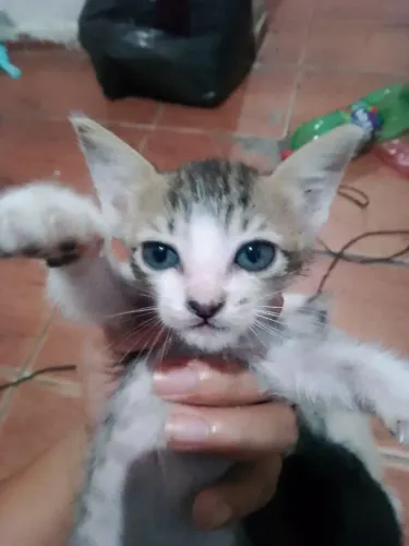 Doação gatos filhotes