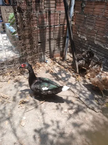 Vendendo um Pato com gamela e Pato do Mato asa branca.