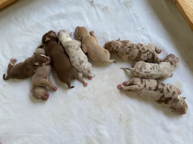 Filhotes de Pit Bull Monster