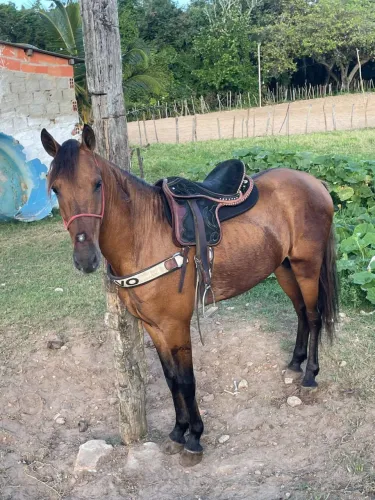 Cavalo