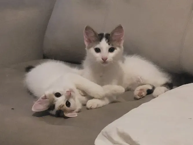 Lindos gatinhos de dois meses e meio