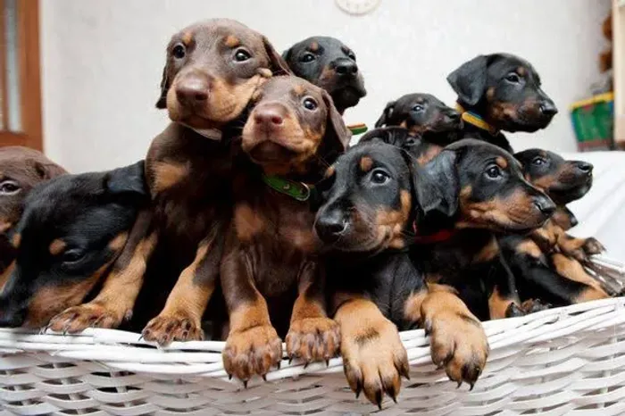 Doberman fêmea e macho