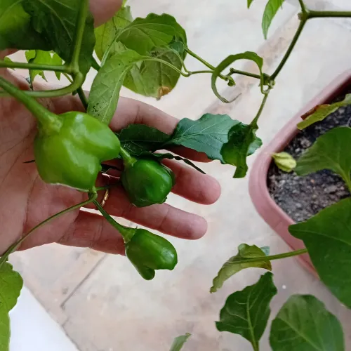 Pé de pimenta produzindo