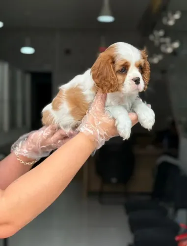 Cavalier King Compra Segura com V10 Importada, Contrato e Garantias de Saúde